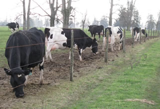 Demanda china y mejores precios impulsarían la lechería