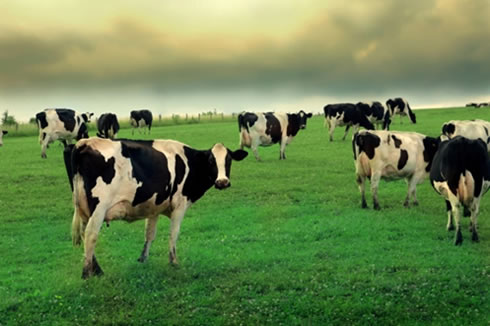 Baja de producción en Oceanía podrían hacer subir el precio 