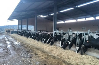 Las entregas en la UE suben un 0,5% de enero a noviembre 2019