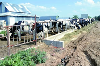 EEUU: Producción de leche termina 2019 con lento avance