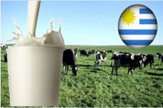 En Uruguay se remitieron 1.976.000 litros de leche en 2019
