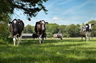 Esperan aumento para la producción mundial de leche 