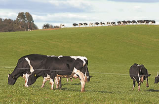 Producción de leche aumentaría 3% este año