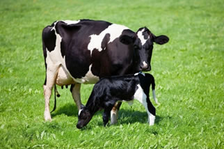 N. Zelanda alcanza récord de producción con menos vacas