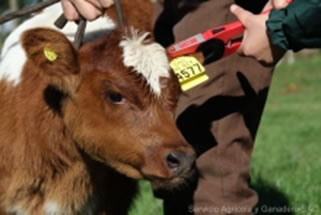 Avanza en  Los Lagos Programa de Trazabilidad Animal