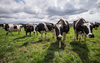 Evolución de la producción mundial de leche