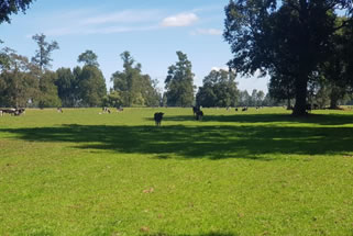 Diez puntos clave para lograr una pradera con alto potencial 