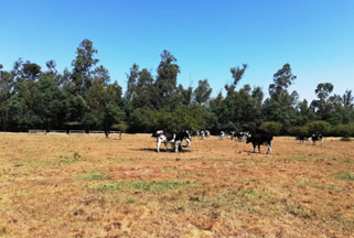 Sequía complica a la producción lechera en Ñuble