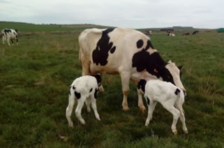Y parece que la culpa no era del pedo de las vacas…
