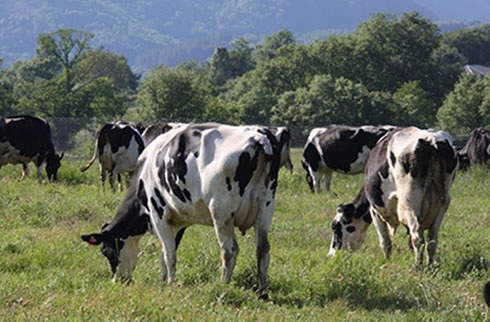 Recepción de leche en la Unión Europea  sube 1,7% en enero 