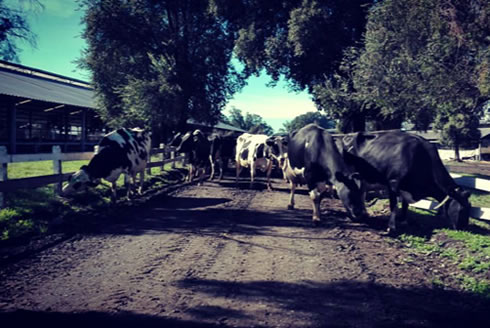 La agricultura es declarada como una actividad crítica