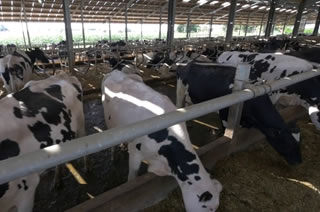 Consejo Europeo de la leche alerta por potencial crisis  