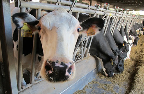 FAO ve impacto del Covid-19 en la cadena de alimentos  