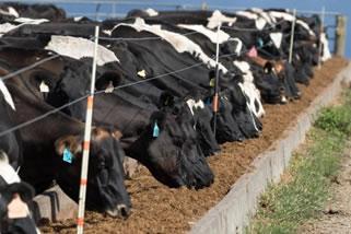 EE.UU: Lecheros de Wisconsin golpeados por el coronavirus