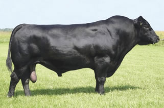  EEUU: Crece inseminación de vacas lecheras con razas carniceras