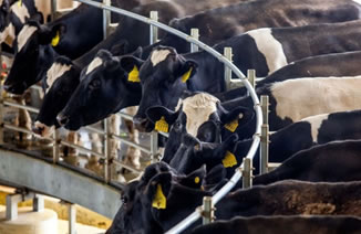Brasil: la competencia por la leche, mantiene altos precios 