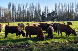 Lecheros de Bío-Bío piden no afectar la producción   