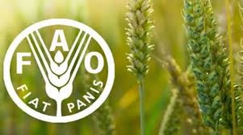 FAO: Índice global de precios de alimentos sube en agosto