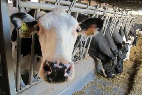 Escenario internacional agrega incertidumbre al sector lácteo 