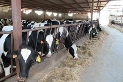 El precio de la leche  en Europa baja en marzo