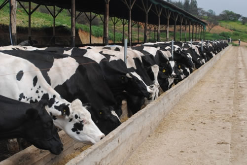 Producción agrícola, clave en el abastecimiento de  alimentos
