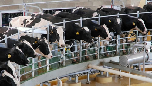 Argentina: Podría bajar el precio de la leche en el tambo