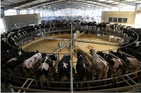  México alcanza autosuficiencia en producción de leche