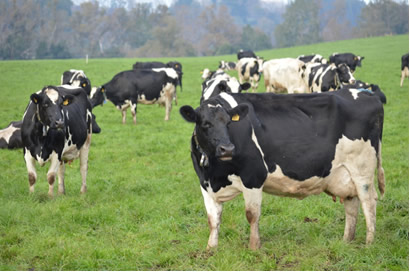 Efectos del covid-19 en el sector agrícola