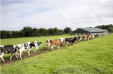 UE: Esperan "recuperación creciente" de la leche 