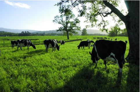 Webinario: “Modernización y desafíos tributarios del agro” 