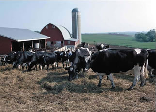 EEUU: Precios de la leche se recuperan después del colapso 
