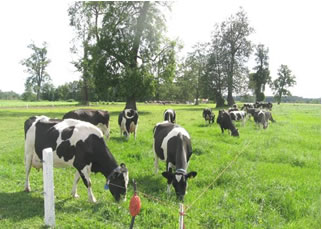 Recepción de leche anota alza de 4,3% en Los Lagos