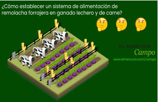 Remolacha forrajera: cómo implementar de modo eficiente