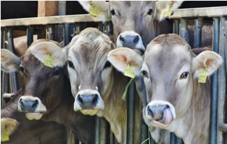 La emergencia llega al mercado de la leche en Brasil