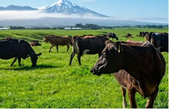 Evolución de la producción de leche en el mundo, mayo 2020: