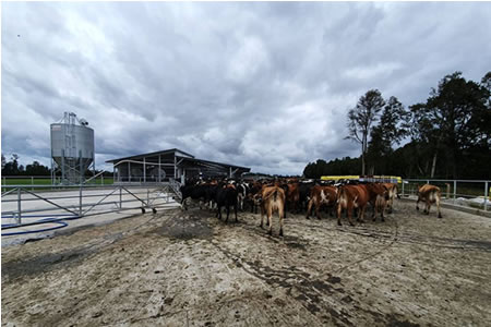 Lluvias y mayor demanda de hogares impulsan producción 