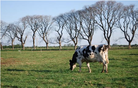 Argentina: Se estanca el precio de la leche para el productor