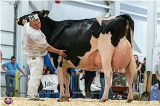 La nueva vaca Holstein del año en Canadá