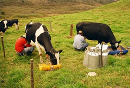 Polémica altas importaciones de lácteos en Colombia 