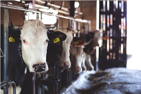 Argentina: producción de leche cerró con suba de 9,3% a junio