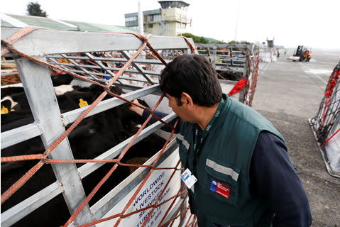 Agricultura destacó embarque de 5 mil vaquillas a China: 