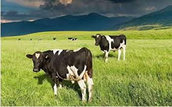 La producción de leche aumenta en Nueva Zelanda