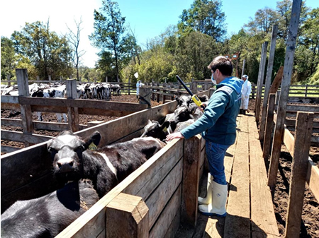 La Araucanía exporta 22 mil cabezas de ganado a China