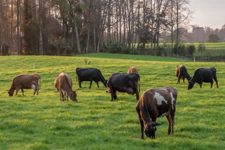 El posicionamiento de la leche chilena en el mundo