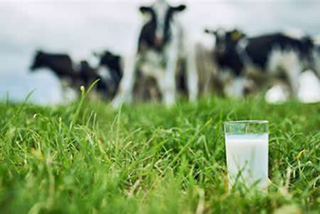Actualización del mercado mundial de los lácteos 