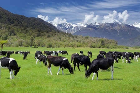 Nueva Zelanda ve una producción de leche récord 