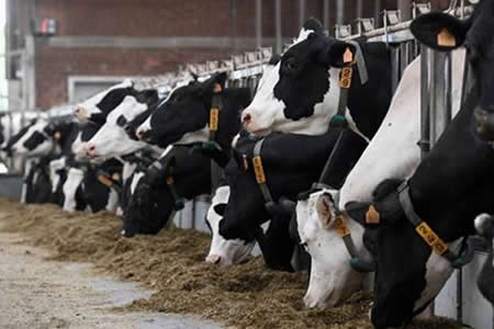 UE: Precio de la leche sube por cuarta vez consecutiva 