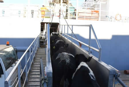 Con nuevo embarque: Chile alcanza los 100 mil bovinos en pie exportados