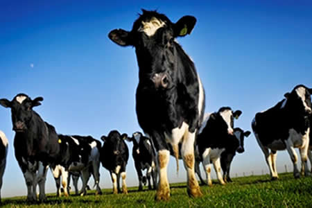 Recepción nacional de leche cruda registra variación de un 0,2% a mayo