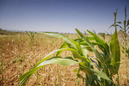 Los precios mundiales de los alimentos caen por primera vez en 12 meses